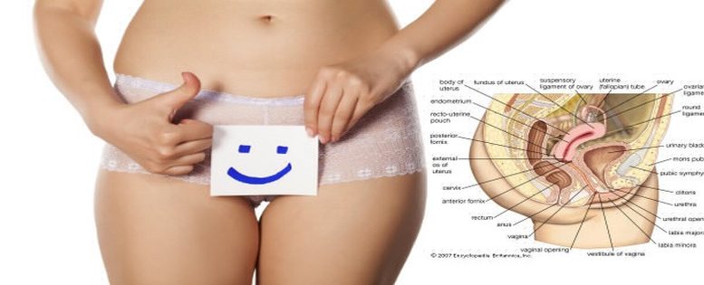 anatomie-du-clitoris