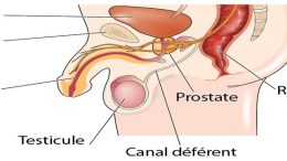 anatomie-de-la-prostate