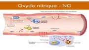 oxyde-nitrique